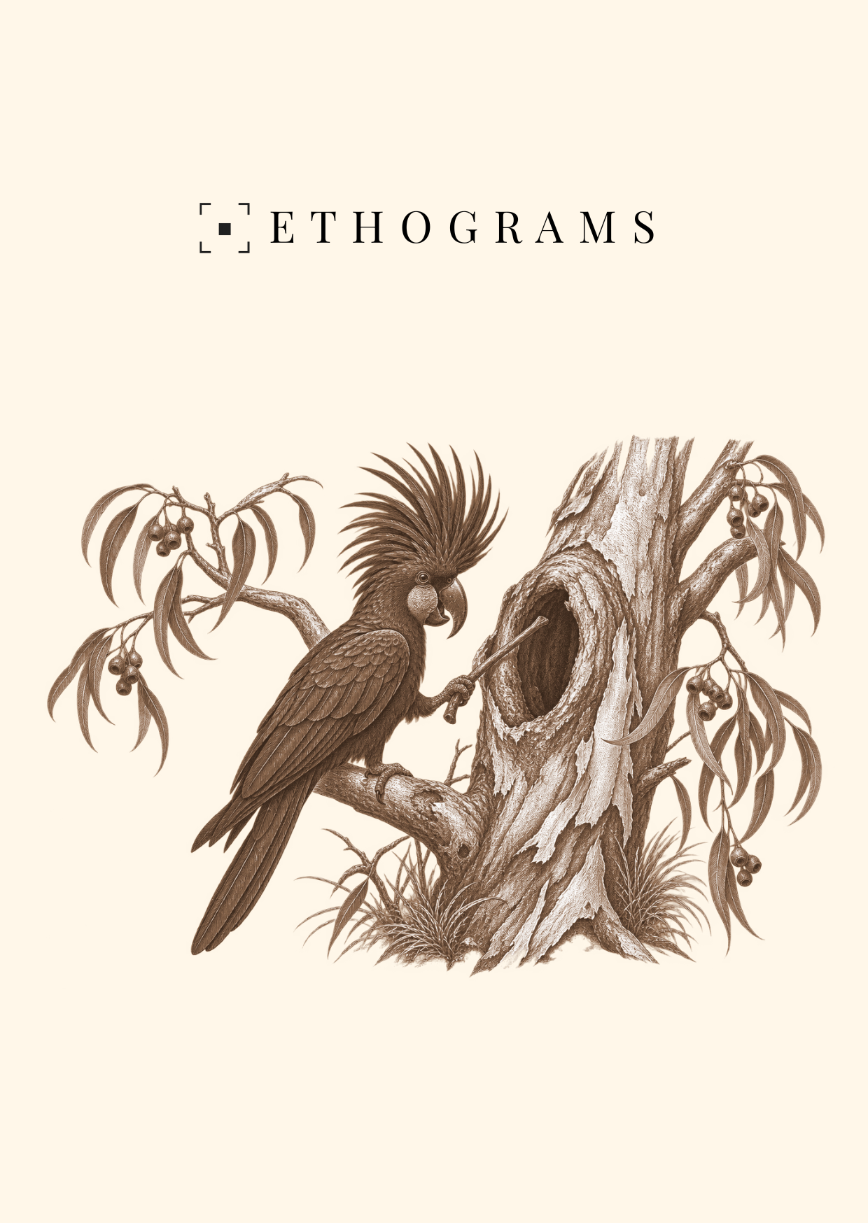 The Drummer — ETHOGRAMS illustrated postcard